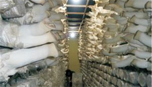 盛友友集團參加全國第四屆食用菌工廠化生産會議暨第七屆菌需物資展銷會